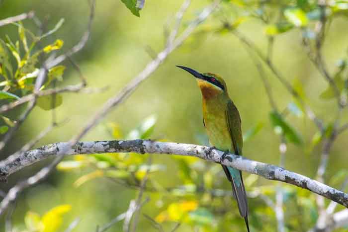 06 bee eater in the mangrove ss scaled 1