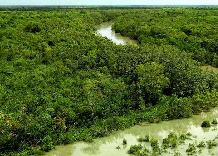 2.9 mangrove jungle