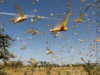 Locusts Wreck Havoc On Farms In India Amidst COVID Pandemic