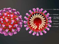 Coronavirus structure. Credit: https://www.scientificanimations.com / CC BY-SA