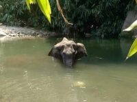 Palakkad, Kerala and death of Pregnant Elephant: Communalization of a Tragedy