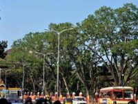 Fond Remembrances of a Student Agitation to Protect Trees
