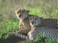 Introducing The African Cheetah In India: A Risk Worth Taking?
