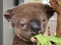 The She’ll Be Right Mate Syndrome: Australia’s Doomed Koalas