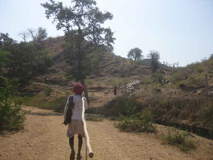 Raika pastoralists graze inside Kumbhalgarh Wildlife Sactuary @Meenal Tatpati