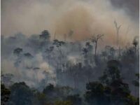 Huge rise in Amazon wildfires alarms scientists and environmental groups