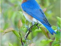Where have all the bluebirds gone?
