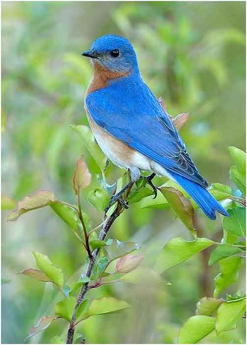 Blue Bird Picture