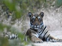 Covid period saw jump in unnatural tiger deaths