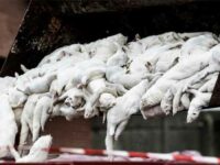 Fur Trades and Pandemics: Coronavirus and Denmark’s Great Mink Massacre