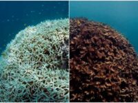 Coral bleaching: after (left) and before (right). The Ocean Agency/WL Catlin Seaview