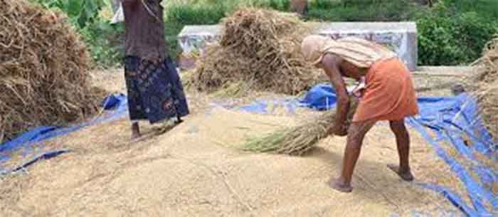 Kerala Paddy