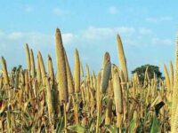 Encourage and Increase Procurement of Millets, Pulses and Oilseeds at Fair Price