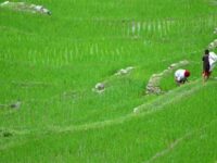 Rice Biodiversity in India Faces A New and Serious Threat