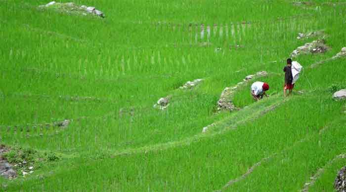 paddy field farming farmer