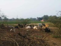 Villagers Will Bring Stray Cattle To Yogi Adityanath’s Residence On 26 January