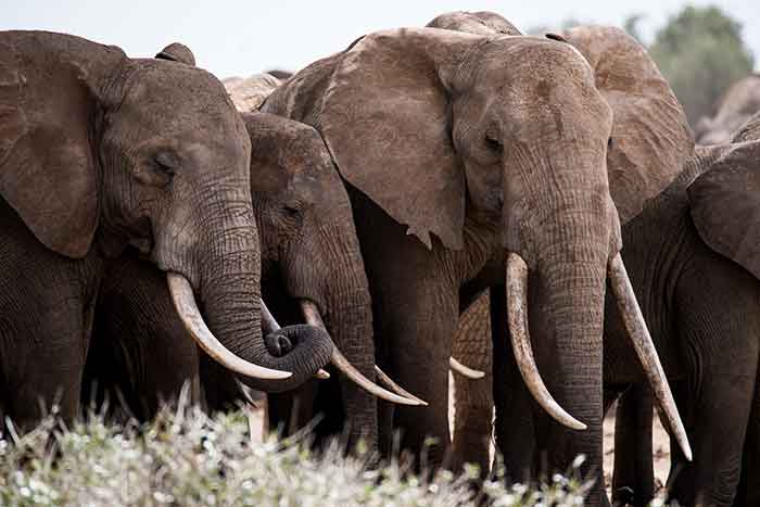 African savanna elephant Tsavo 2015 6480 Frank af Petersens