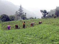 Natural Farming Gives More Benefits, But Gets Only Limited Support