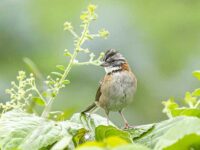 World Sparrow Day—March 20