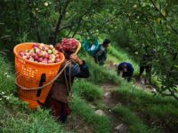 Apple Growers in Himachal Protest Against Denial of Fair Price