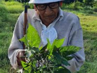Babulal Gandhi: Over 90 years old and still a hardy farmer