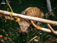 Villagers help leopard clamber out of well