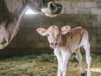 Sexed Semen—Why the Technology of Producing Only Female Calves Should be Opposed Firmly
