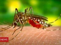 Monster Mosquito–Why the Technology of Genetically Modified Mosquitoes is Dangerous and Should Be Stopped Worldwide