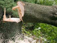 Massive Tree-Felling In Water-Scarce Bundelkhand Raises Serious Concerns