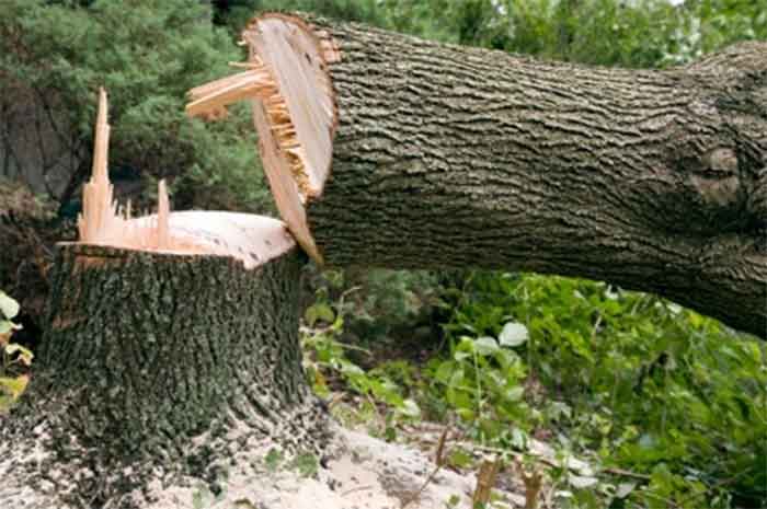 Tree felling