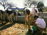 Milk Producers Face Increasing Problems, Need Protection