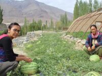 Young farmers in Ladakh: the future of our food
