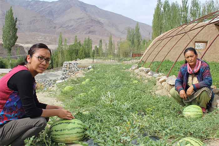 Ladakh farmers