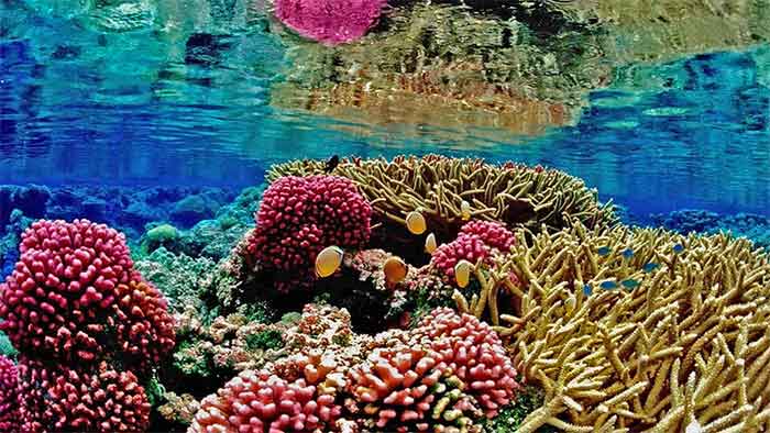 Coral Lakshadweep
