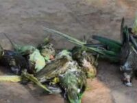 Mass death of hundreds of parrots focuses attention on a wider threat to birds and bees