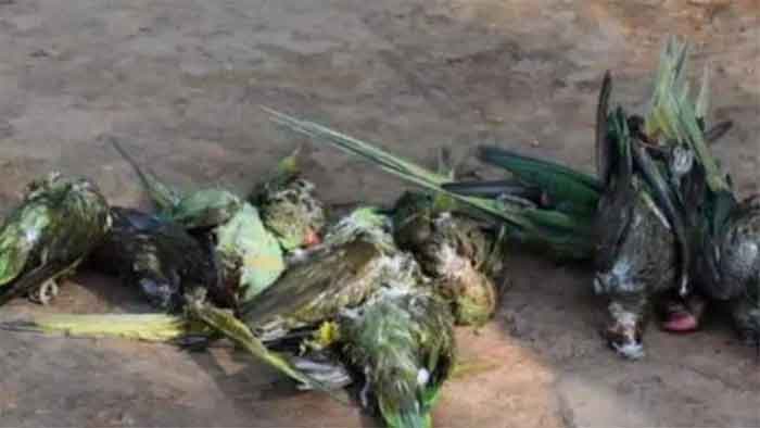 parrots death