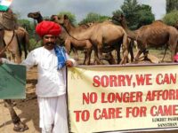 On Independence Day, camel herders assert their place in India