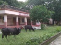 Open Primary and Upper Primary Schools in Odisha
