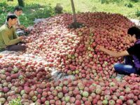 Kashmiri Apple Needs Government Patronage