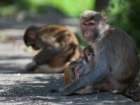 The U.S. Is ‘Out of Step’ on Primate Research With the Rest of the World