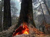 In this Aug. 24, 2020 photo, fire burns in the hollow of an old-growth redwood tree in Big Basin Redwoods State Park, Calif. (AP Photo/Marcio Jose Sanchez, File)