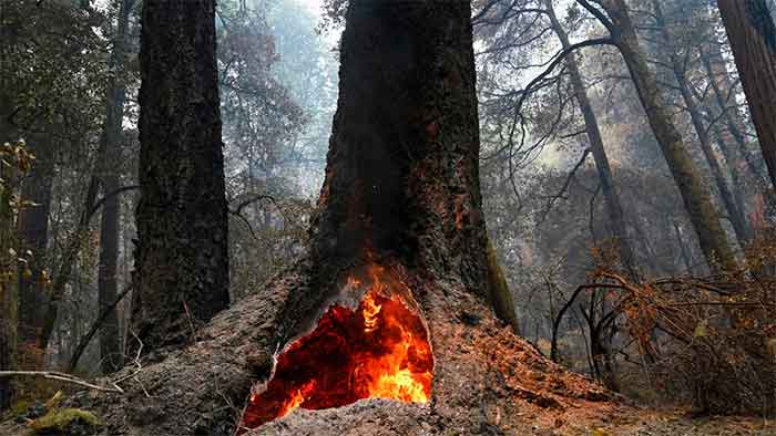 redwood tree fire