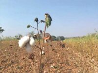 Pink Bollworm Attacks in Punjab Again Raise Questions About Bt Cotton
