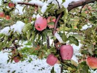 Snowfall, political violence and Covid devastate Kashmir’s apple farmers