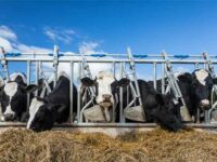 Dairy farmers in the US Northeast left high and dry by corporate group
