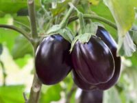 Why it is important today to recall the democratic processes which led to the moratorium on Bt brinjal