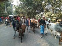 The problem of stray cattle in Uttar Pradesh