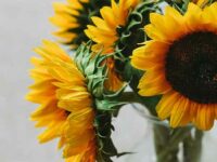 A MORALITY of SUNFLOWERS