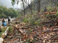 Excessive Tree Felling in Ecologically Crucial Himalayan Region Causes Concern