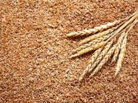 Global Wheat Prices Reach Record High